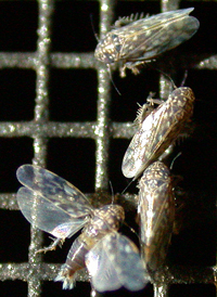 Xestocephalus lunatus